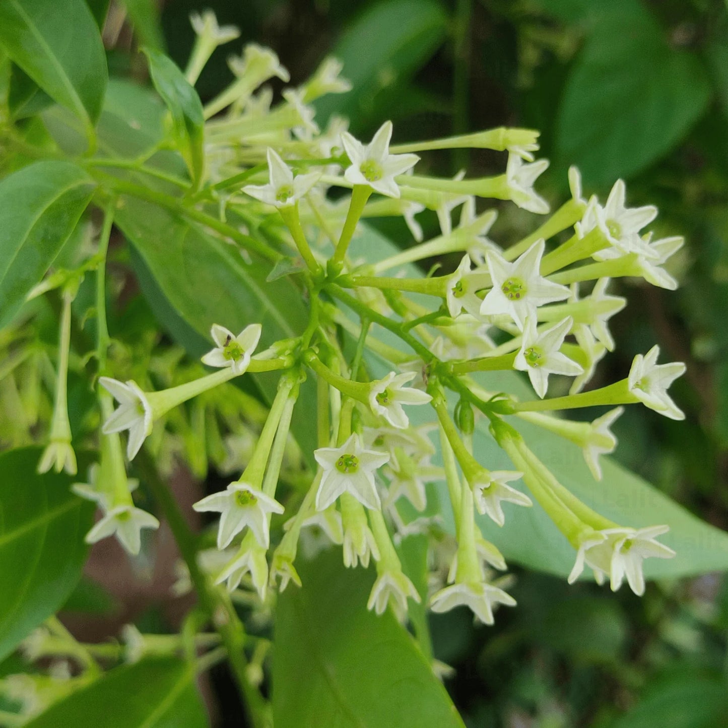 Buy Night Blooming Jasmine – Plant Online at Lalitenterprise