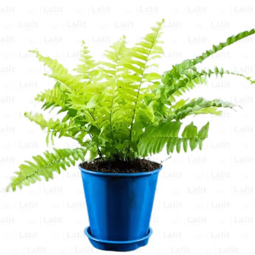 Buy Golden Fern Plant (Nephrolepis Exaltata) - Plant Online at Lalitenterprise