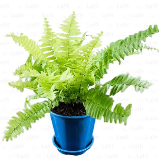 Buy Golden Fern Plant (Nephrolepis Exaltata) - Plant Online at Lalitenterprise