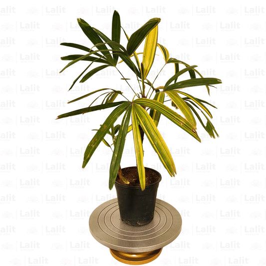 Buy Rhapis Excelsa Variegated (Lady palm or Bamboo palm) Online at Lalitenterprise