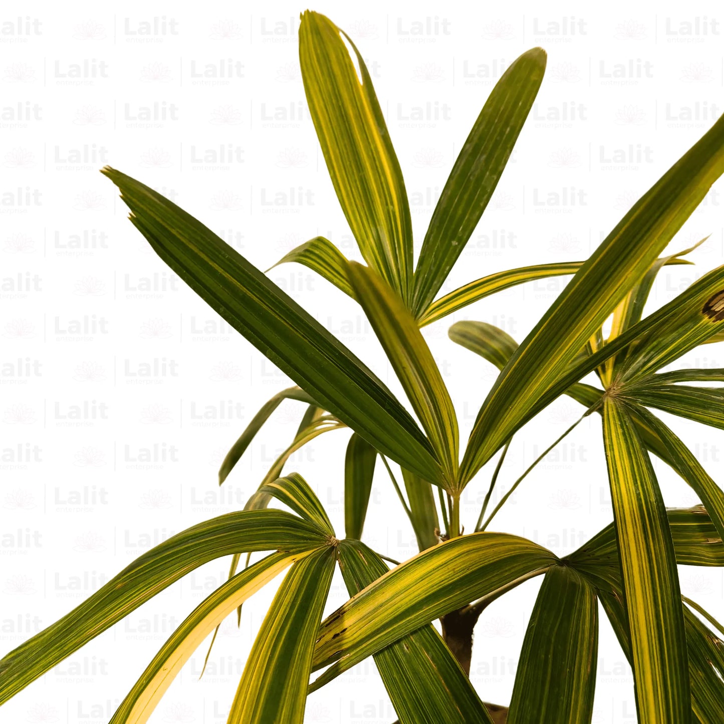 Buy Lady palm or Bamboo palm Online at Lalitenterprise