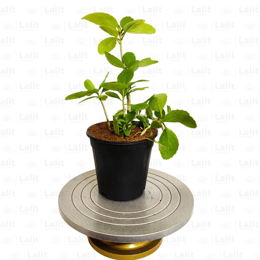 Buy patharchatta | Bryophyllum Pinnatum | Stone Kidney - Plant Online at Lalitenterprise