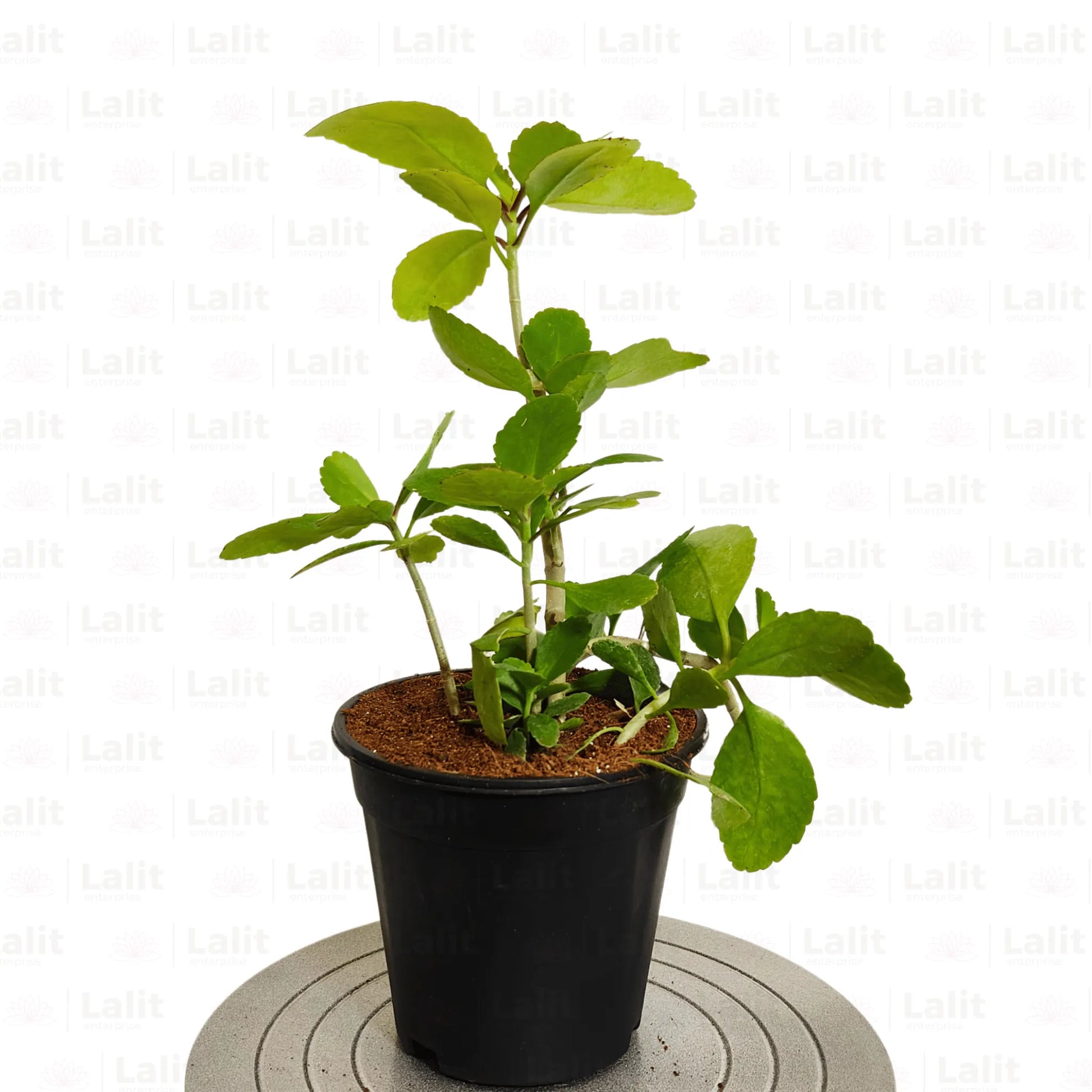 Buy patharchatta | Bryophyllum Pinnatum | Stone Kidney - Plant Online at Lalitenterprise
