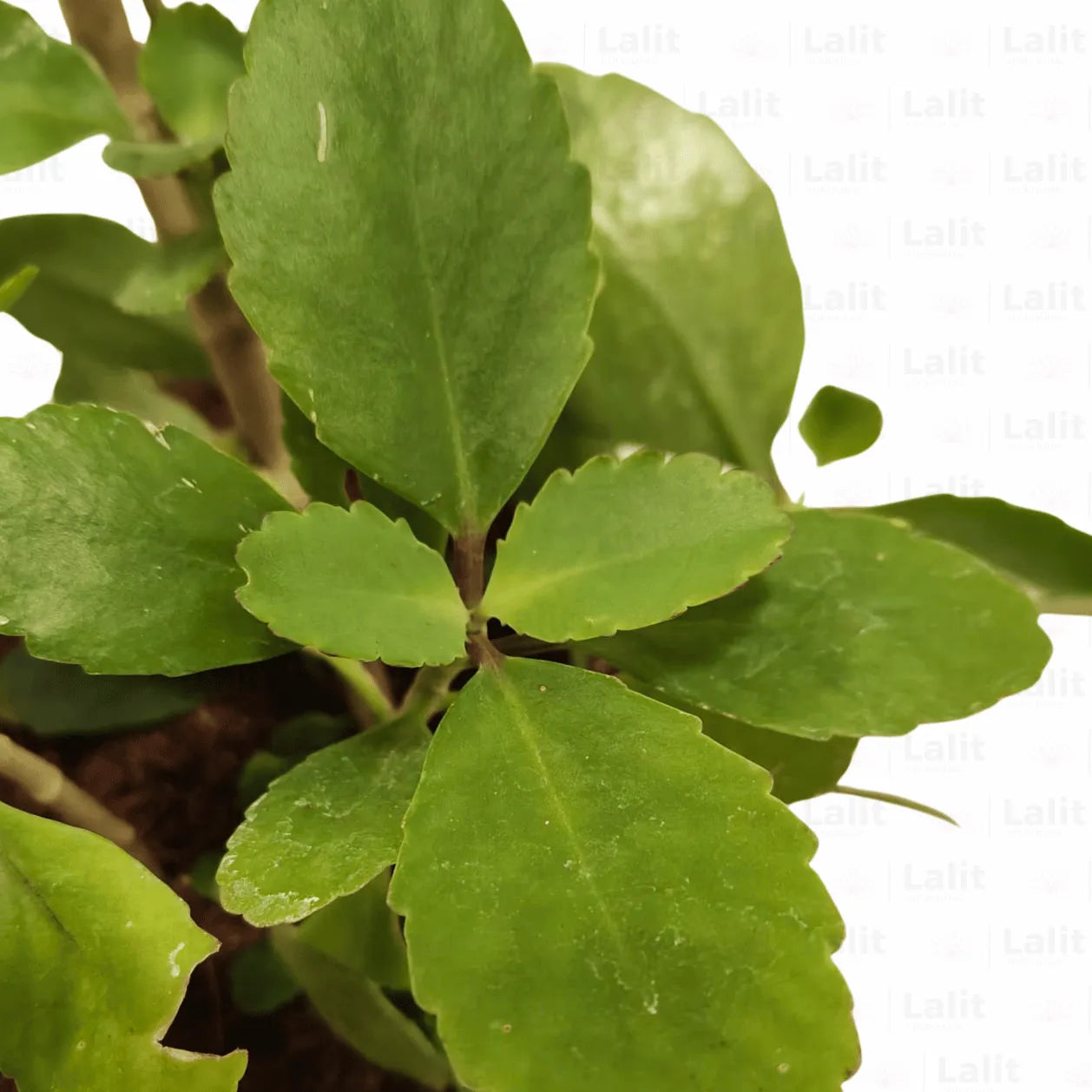 Buy Bryophyllum Pinnatum | - Plant Online at Lalitenterprise