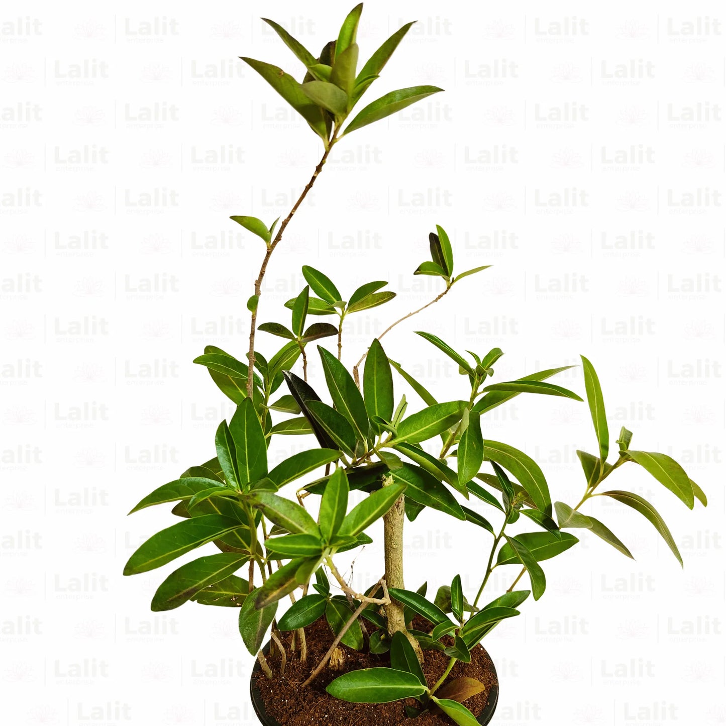 Buy Din Ka Raja /Day-Blooming Jasmine (Cestrum Diurnum) Plant Online at Lalitenterprise