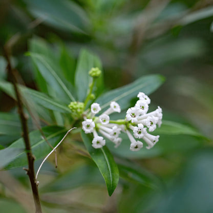 Buy Day-Blooming Jasmine Plant Online at Lalitenterprise