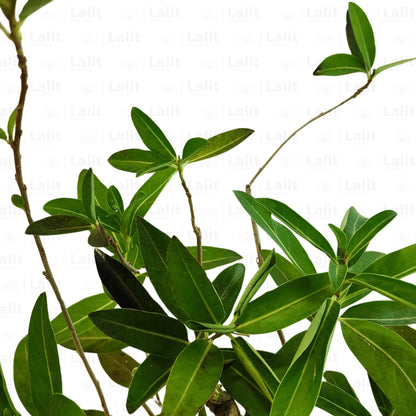 Buy Din Ka Raja  Plant Online at Lalitenterprise