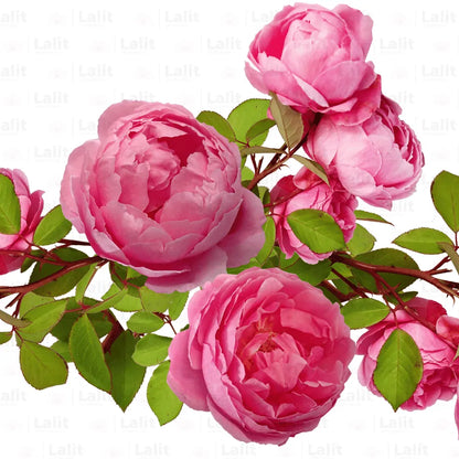Buy Creeping Rose Plant (Pink) Online at Lalitenterprise