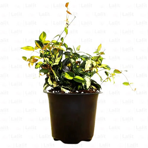 Buy Summer Sunset | Asian Minima Jasmine Vine - Plant Online at Lalitenterprise