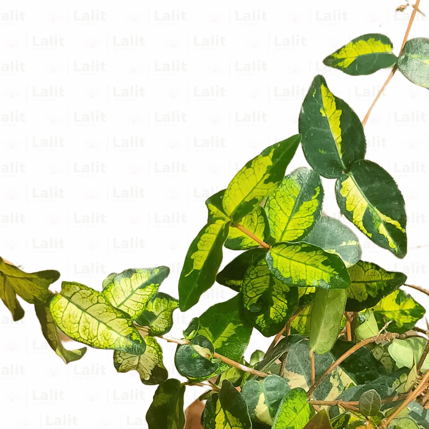 Buy Asian Minima Jasmine Vine - Plant Online at Lalitenterprise