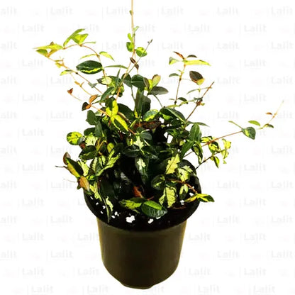 Buy Summer Sunset Plant Online at Lalitenterprise