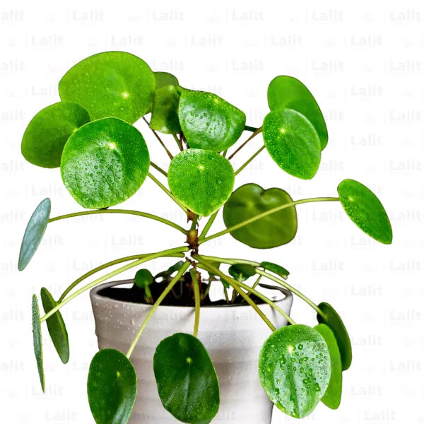 Buy Chinese money plant | Pilea peperomioides (Pancake) - Plants Online at Lalitenterprise