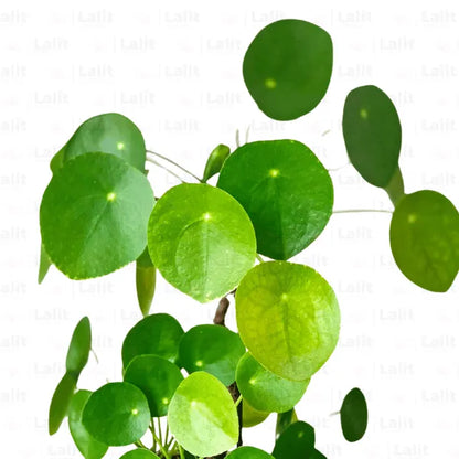 Buy Chinese money plant  Online at Lalitenterprise