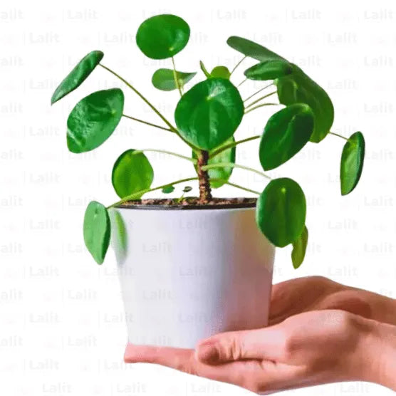 Buy Chinese money plant | Pilea peperomioides (Pancake) - Plants Online at Lalitenterprise
