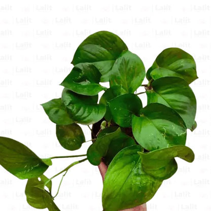 Buy Manjula Pothos Green (Epipremnum aureum) Online at Lalitenterprise