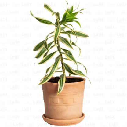 Buy Dracaena Reflexa (Song of India) Plant Online at Lalitenterprise