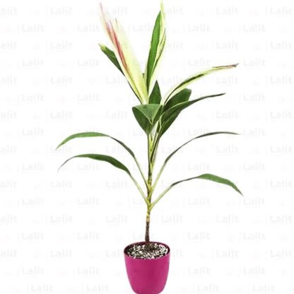 Buy Dracaena “Cordyline fruticosa”| Dracaena Baby Doll - Plants Online at Lalitenterprise