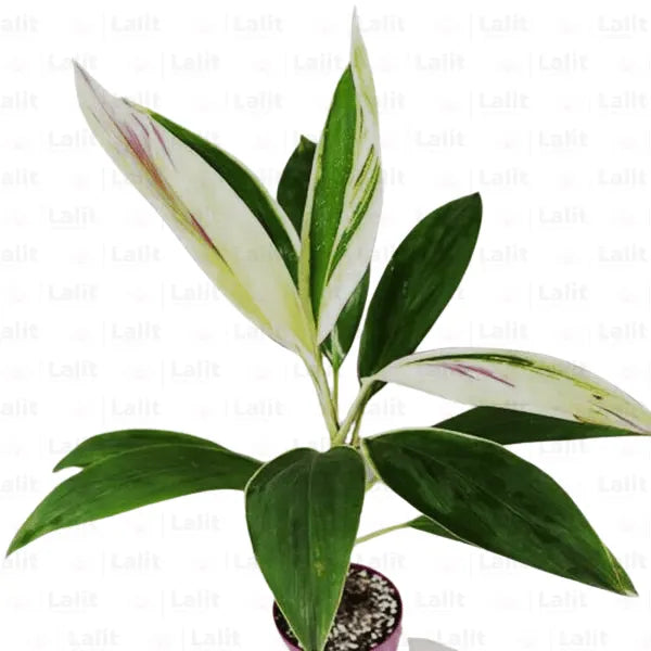 Buy Dracaena “Cordyline fruticosa” - Plants Online at Lalitenterprise