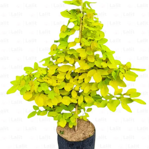 Buy Golden Desmodium | Desmodium golden legume - Plant Online at Lalitenterprise