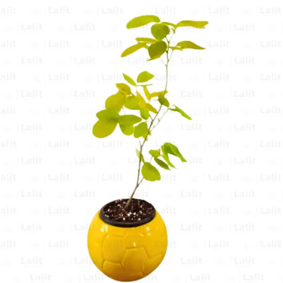 Buy Golden Desmodium | Desmodium golden legume - Plant Online at  Lalitenterprise