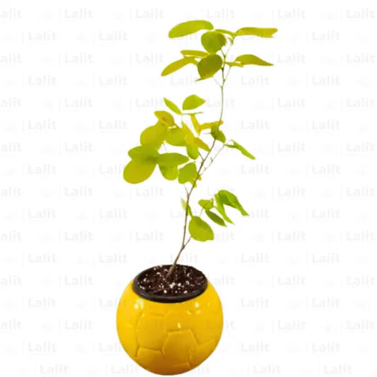 Buy Golden Desmodium | Desmodium golden legume - Plant Online at  Lalitenterprise