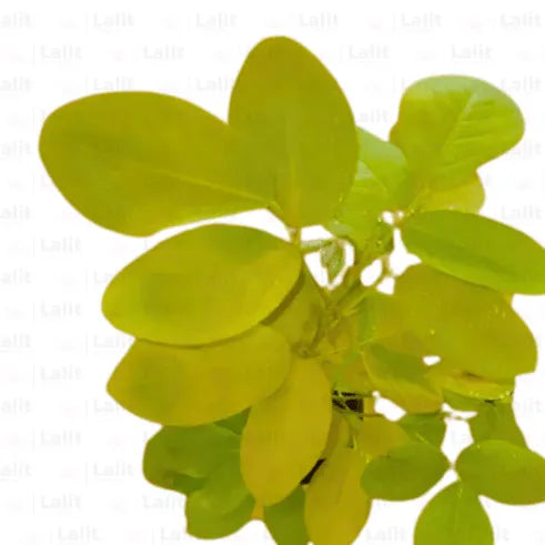Buy Desmodium golden legume - Plant Online at Lalitenterprise