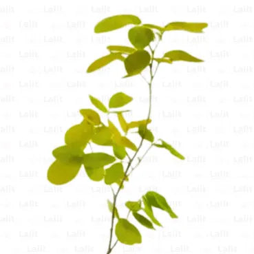 Buy Golden Desmodium - Plant Online at Lalitenterprise