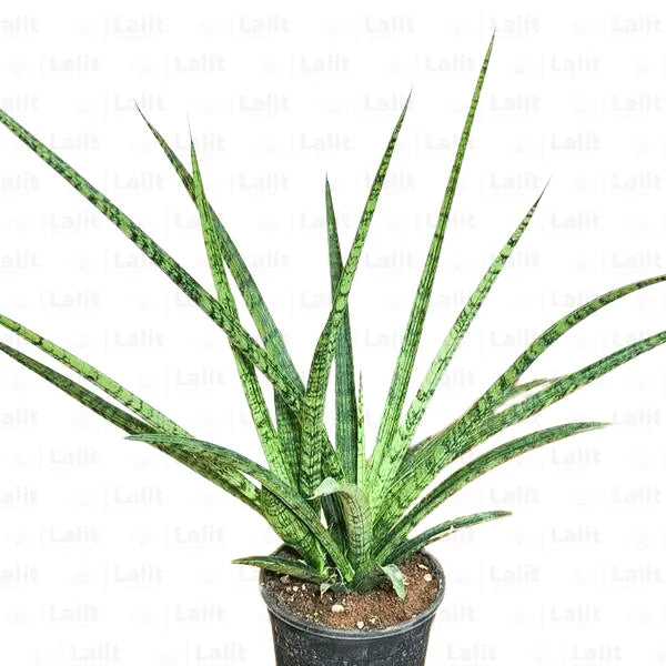 Buy Silver Steel Snake Plant  Online at Lalitenterprise