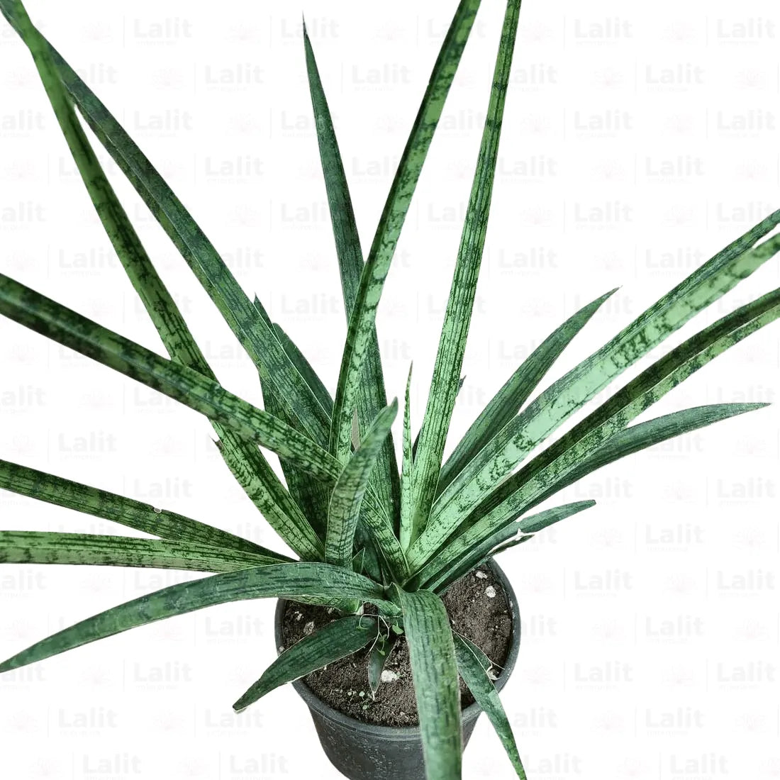 Buy Silver Steel Snake Plant (Sansevieria Trifasciata) Online at Lalitenterprise