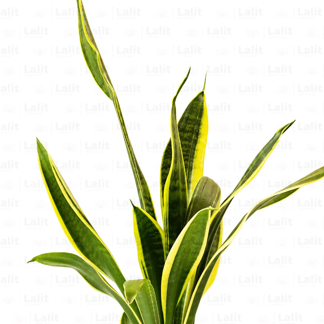 Buy Sansevieria Trifasciata Plant Online at Lalitenterprise