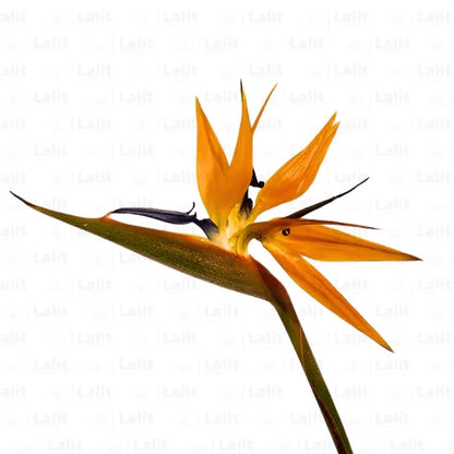 Buy Crane Flower - Plant Online at Lalitenterprise
