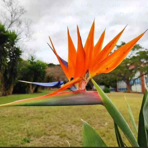Buy Bird of Paradise | Strelitzia Reginae | Crane Flower - Plant Online at Lalitenterprise