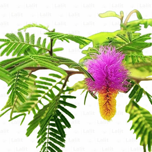 Buy Shami Patra, Tree of Dhanishta Nakshatra – Plants Online at Lalitenterprise