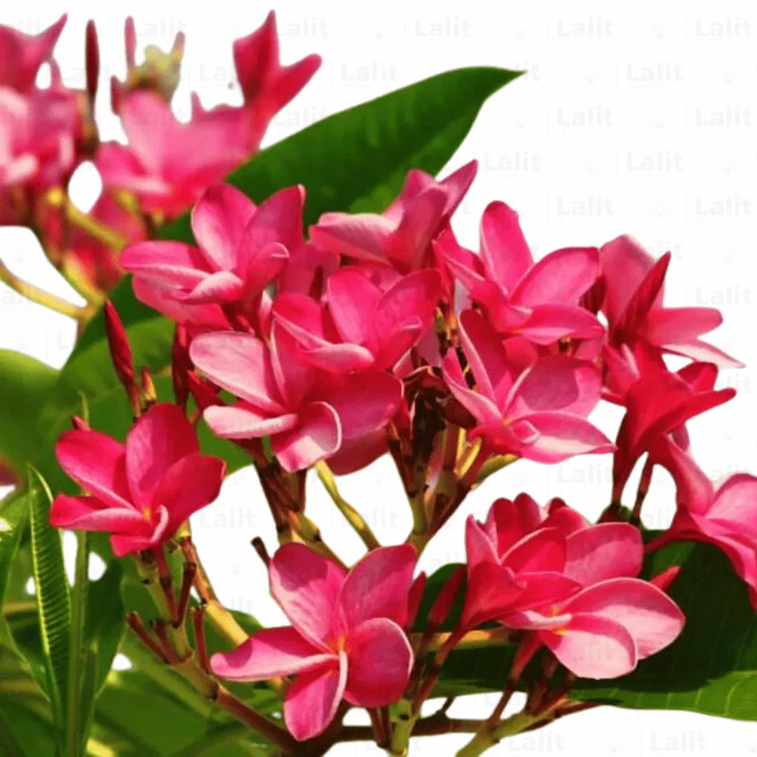 Buy Plumeria Rubra "Frangipani" | Temple Tree Thailand variety - Plant Online at Lalitenterprise