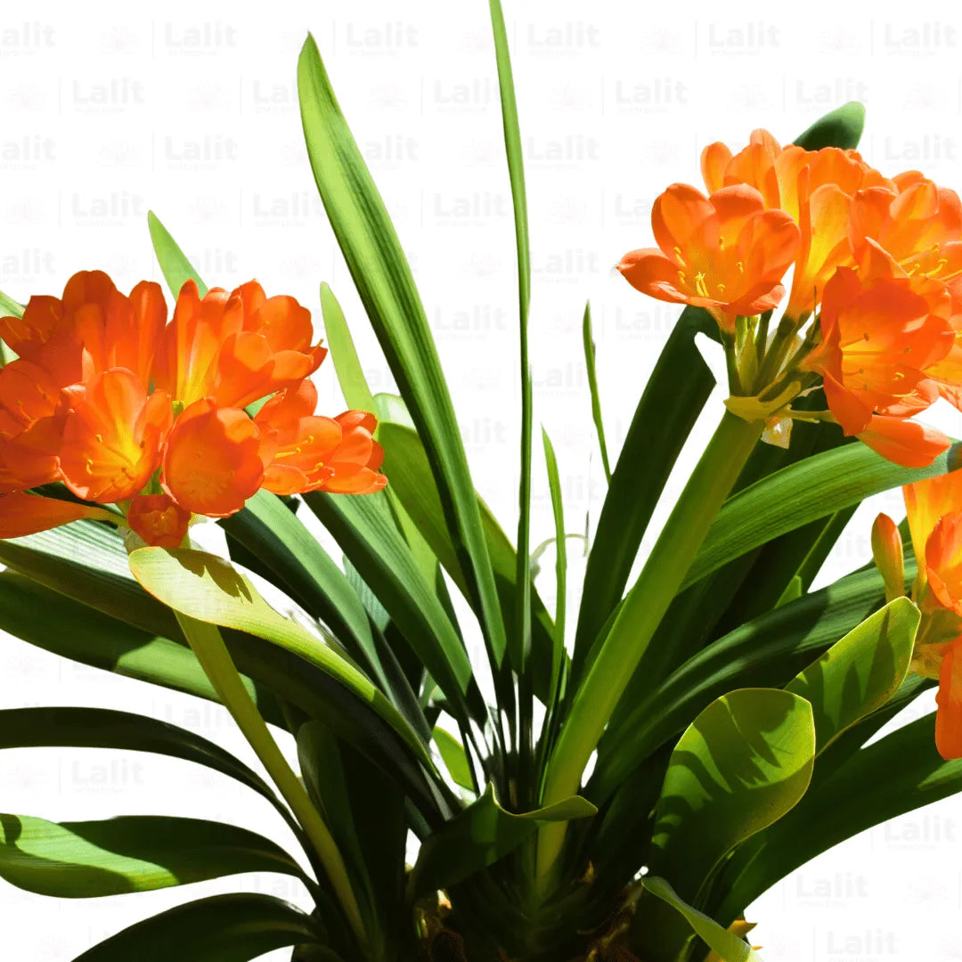 Buy Clivia Miniata (Natal Lily or Bush Lily) - Plant Online at Lalitenteprise