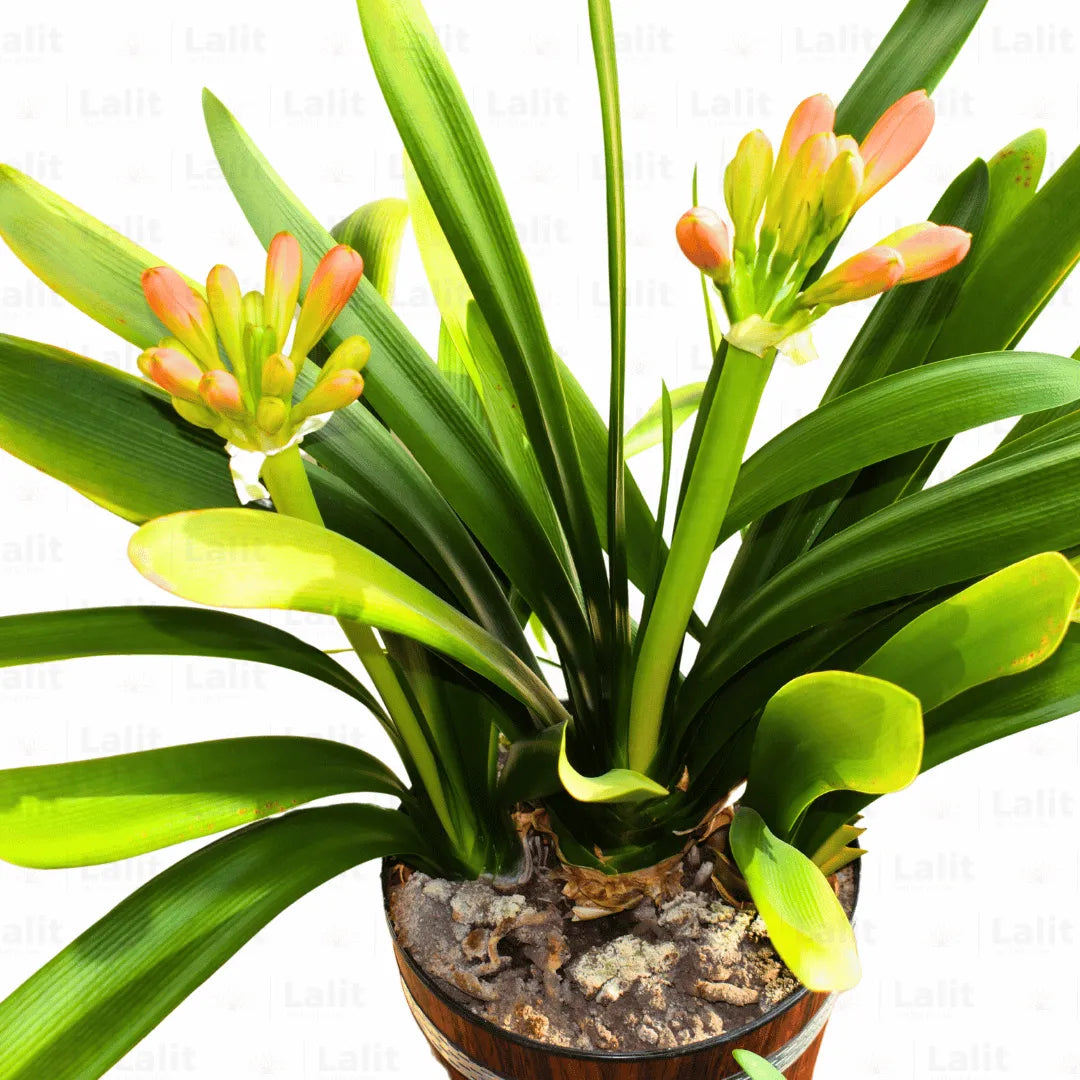 Buy Natal Lily or Bush Lily - Plant Online at Lalitenteprise