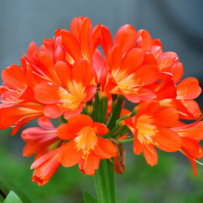 Buy Clivia Miniata (Natal Lily or Bush Lily) - Plant Online at Lalitenteprise