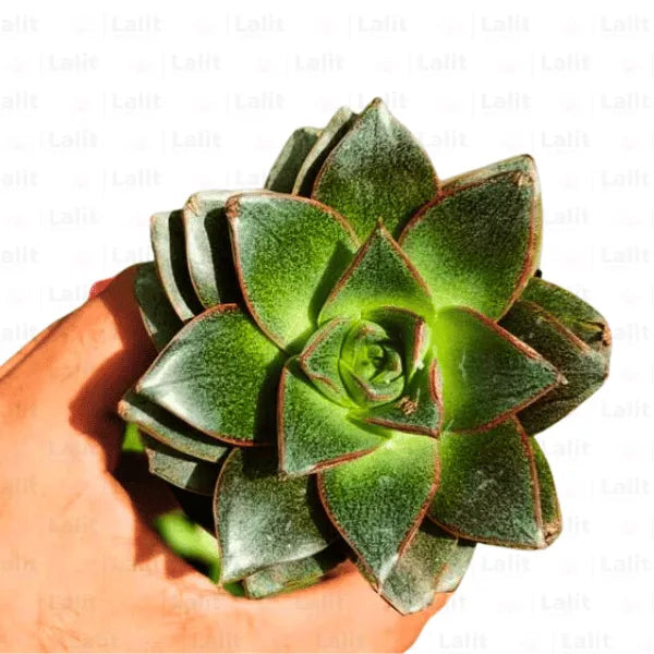 Buy  Echeveria Purpusorum plant Online at Lalitenterprise