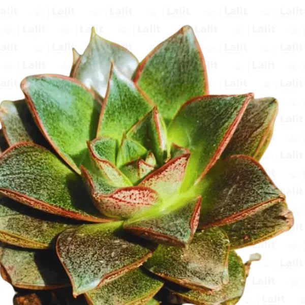 Buy Vishnu Kamal (Echeveria Purpusorum) plant Online at Lalitenterprise