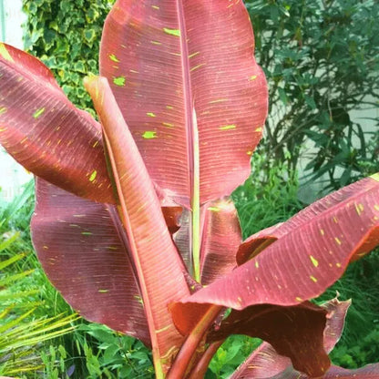Red Musa, Variegated Blood Banana Tree (Siam Ruby Musa Acuminata) - Plant