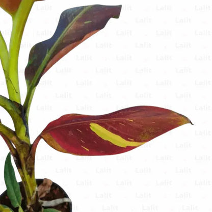 Red Musa, Variegated Blood Banana Tree (Siam Ruby Musa Acuminata) - Plant