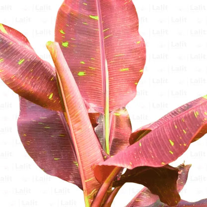 Red Musa, Variegated Blood Banana Tree (Siam Ruby Musa Acuminata) - Plant