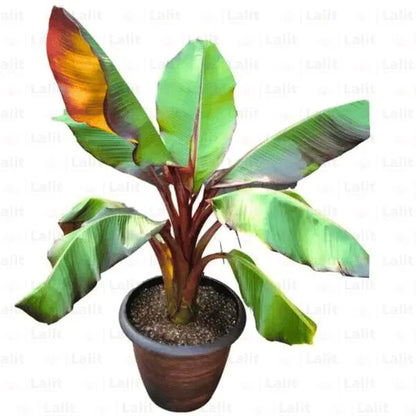 Buy Red Banana | Musa Acuminata "Red Dacca" - Plants Online at Lalitenterprise