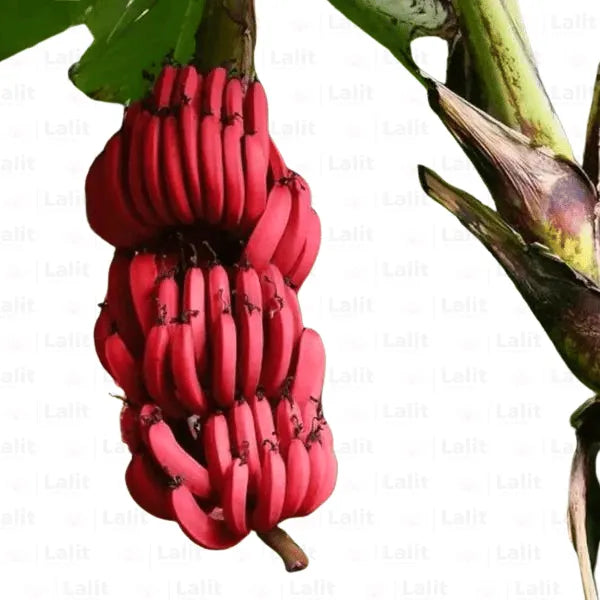 Buy Musa Acuminata "Red Dacca" - Plants Online at Lalitenterprise