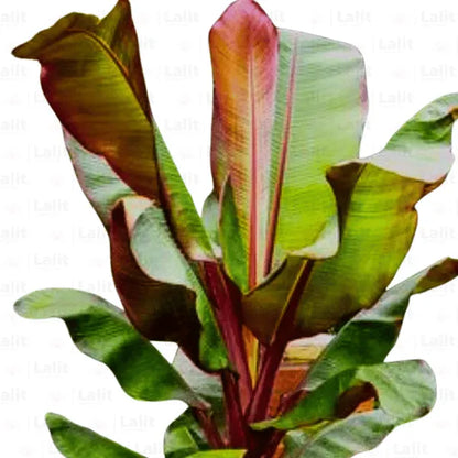 Buy Musa Acuminata "Red Dacca" - Plants Online at Lalitenterprise