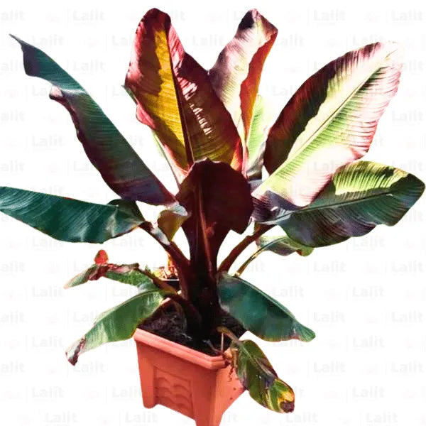 Buy Red Banana | Musa Acuminata "Red Dacca" - Plants Online at Lalitenterprise