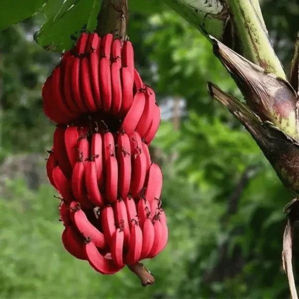 Buy Red Banana  - Plants Online at Lalitenterprise