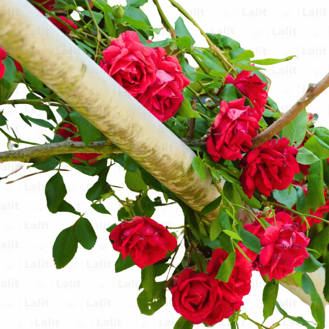 Buy Creeping Rose Plant ( Red ) Online at Lalitenterpris