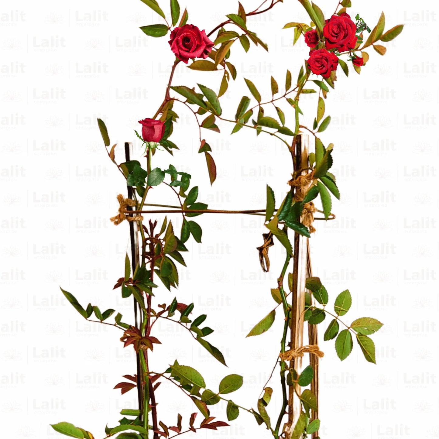 Buy Creeping, Climbing Rose Plant ( Red ) Online at Lalitenterprise