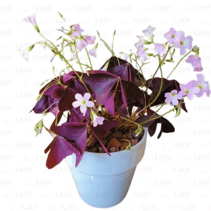 Oxalis Triangularis Purple | False Shamrock - Plants